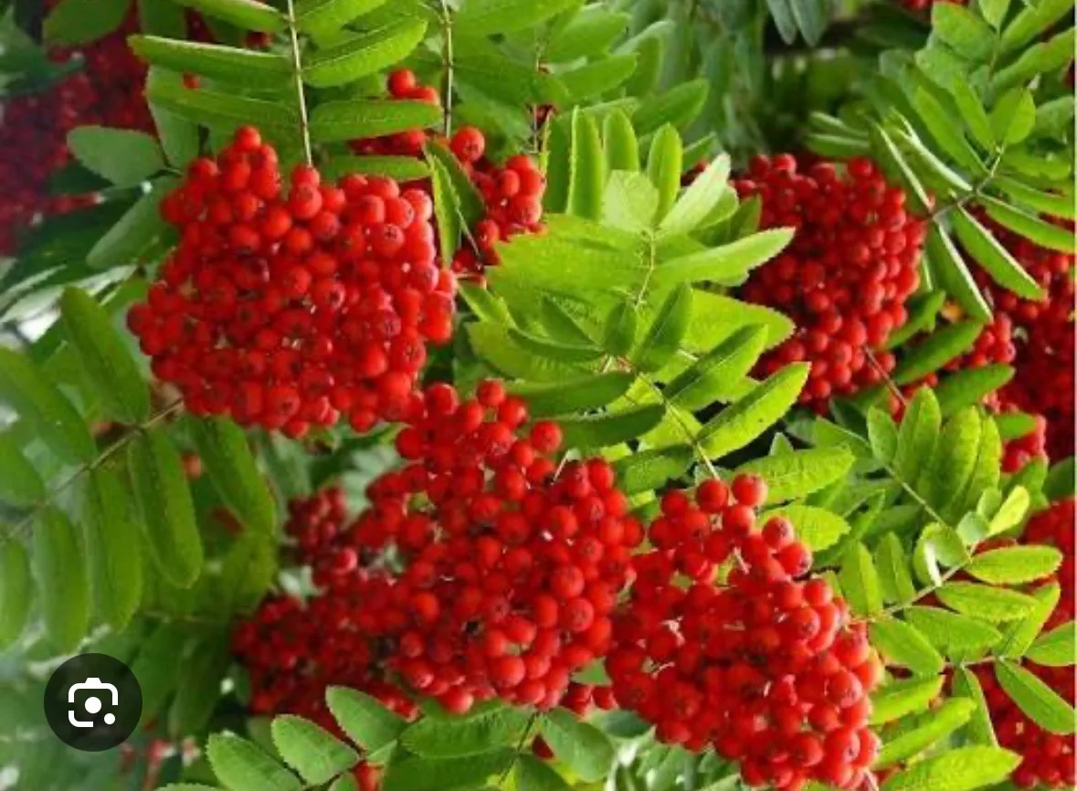 МБДОУ "Детский сад общеразвивающего вида №28 "Рябинка" с. Б.Ключи ЗМР РТ"