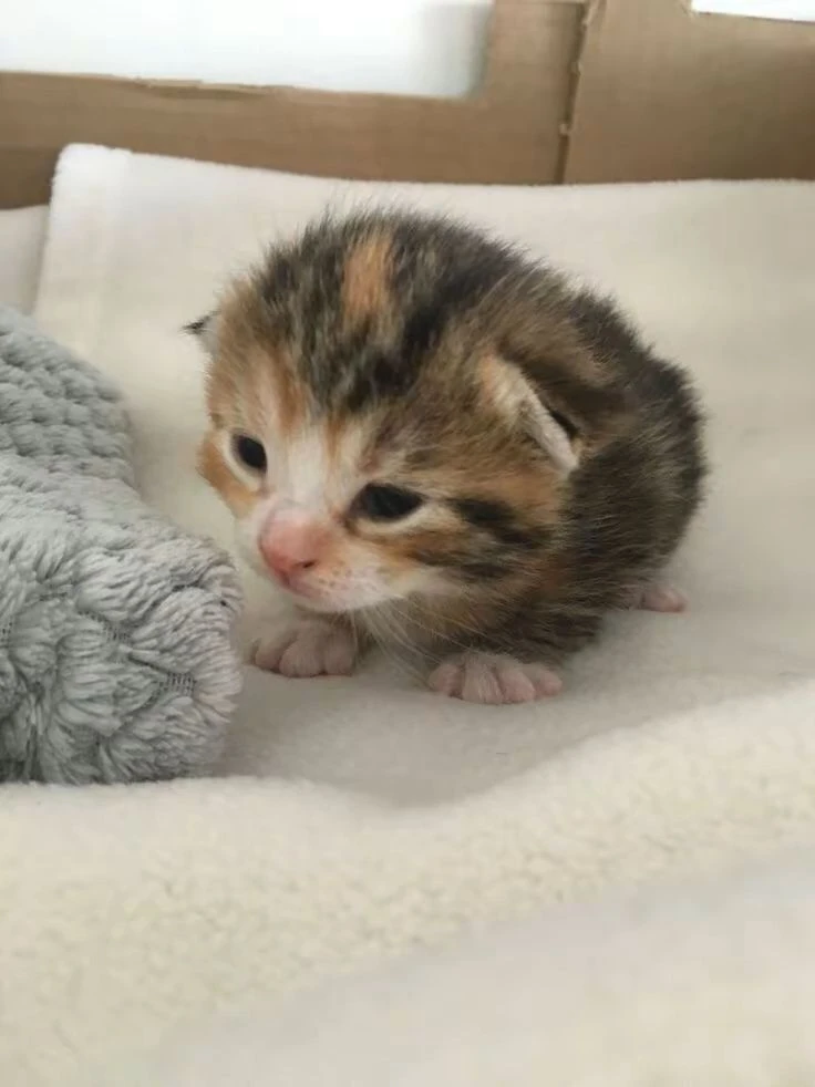 Мякичи | Котята