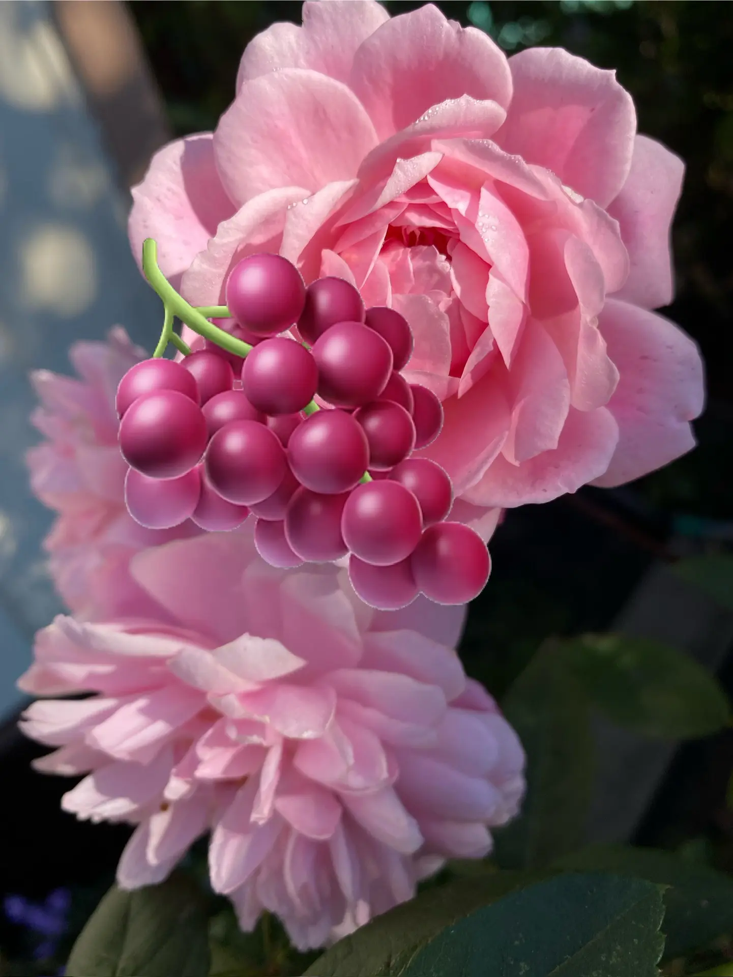 Розовый рай, виноградный край 🍇ЧУВАШИЯ