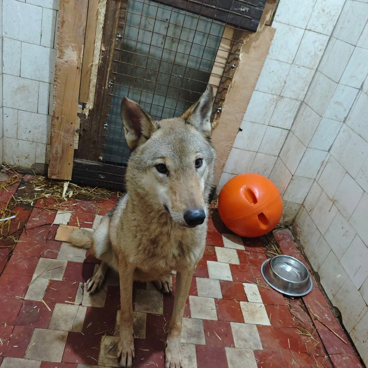 "Сирин" - помощь птицам и другим диким животным