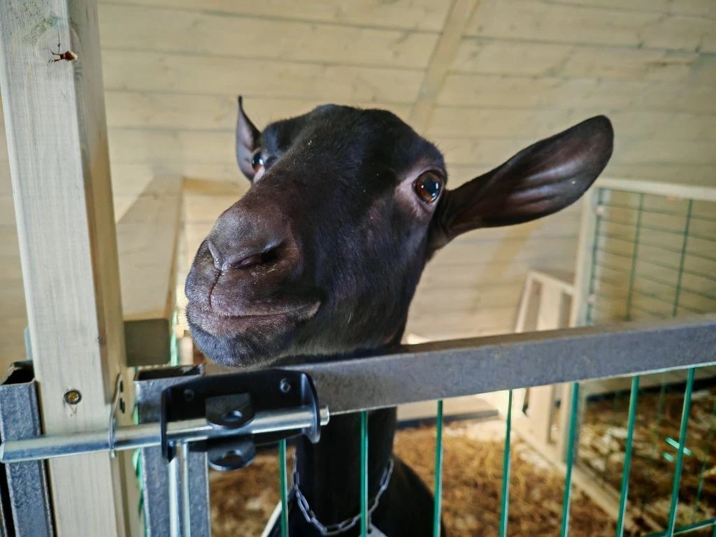 ЛайФФерма