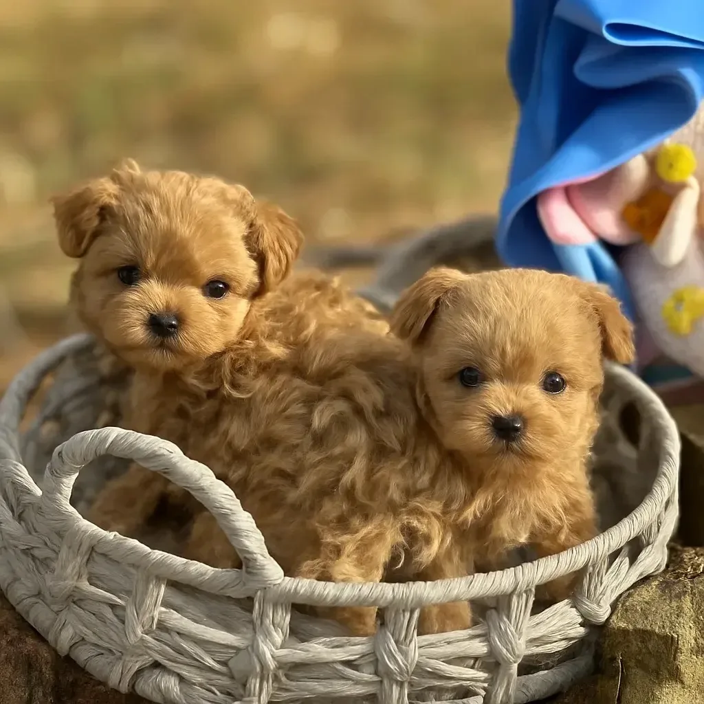 Мальтипу 🧸Тедди🧸 пудель ЛЮКС — канал в мессенджере MAX