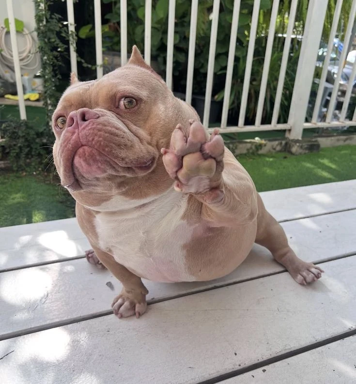 Собака-кусака🐶🐾 — канал в мессенджере MAX