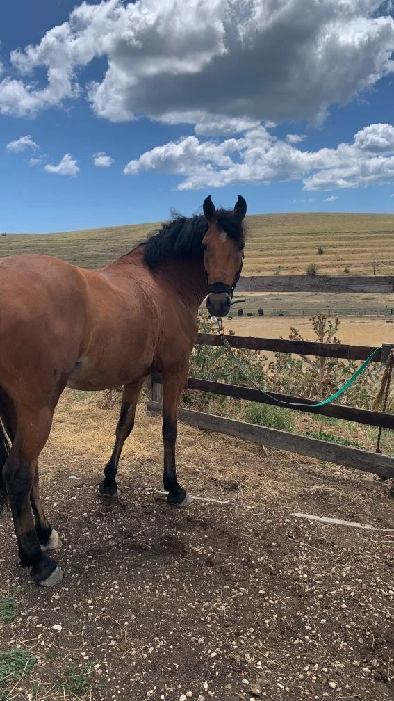 Колледж МВА (Практика)