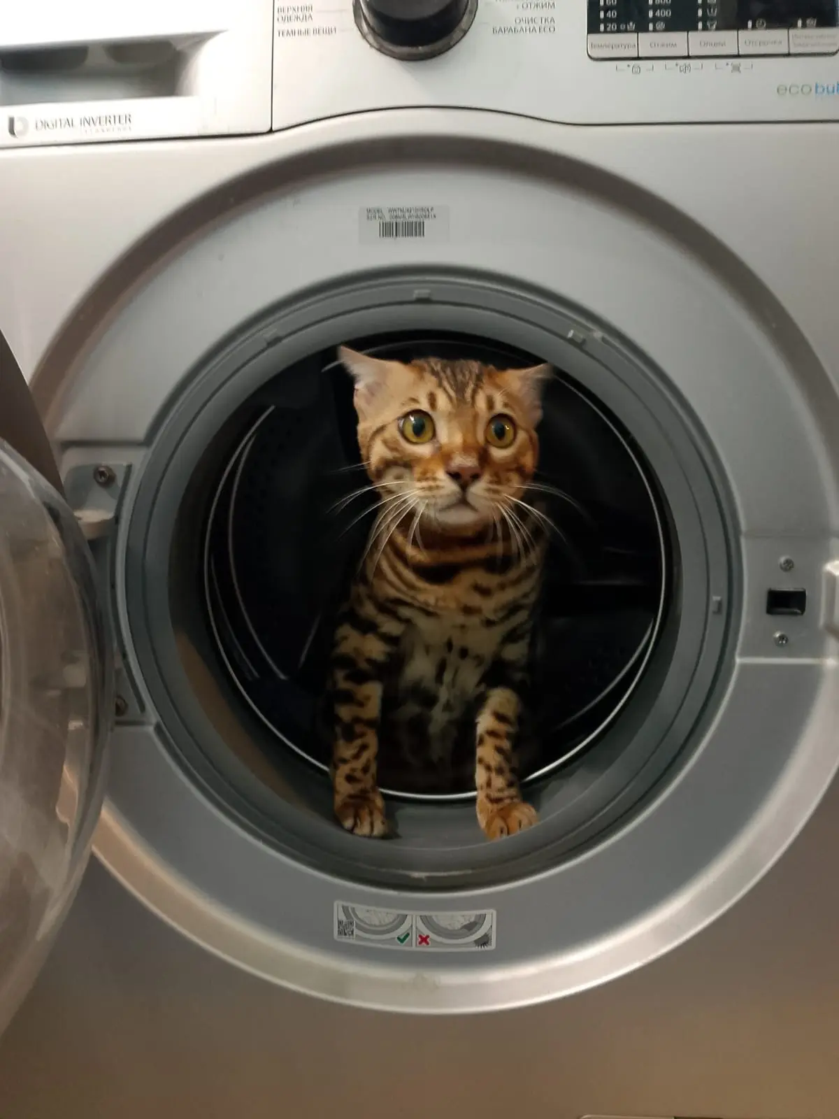 Усы, лапы и хвост!🐾