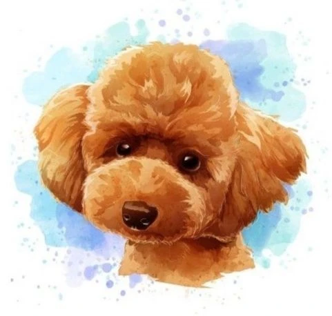 Купить щенка пуделя-карликовый, малый, той пудель.