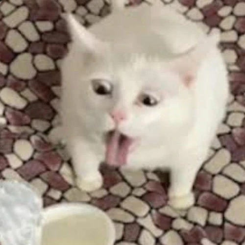 Кото-мемы