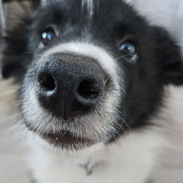 Пёсель Ларри || бордер колли собака