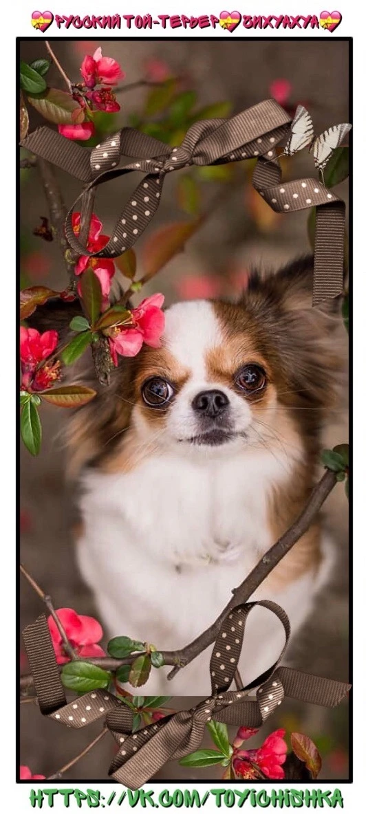 РУССКИЙ ТОЙ-ТЕРЬЕР ЧИХУАХУА