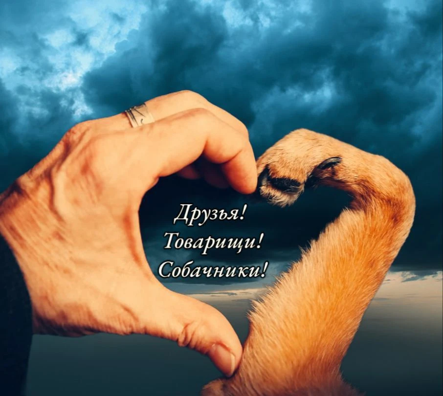 Друзья! Товарищи! Собачники! — канал в мессенджере MAX