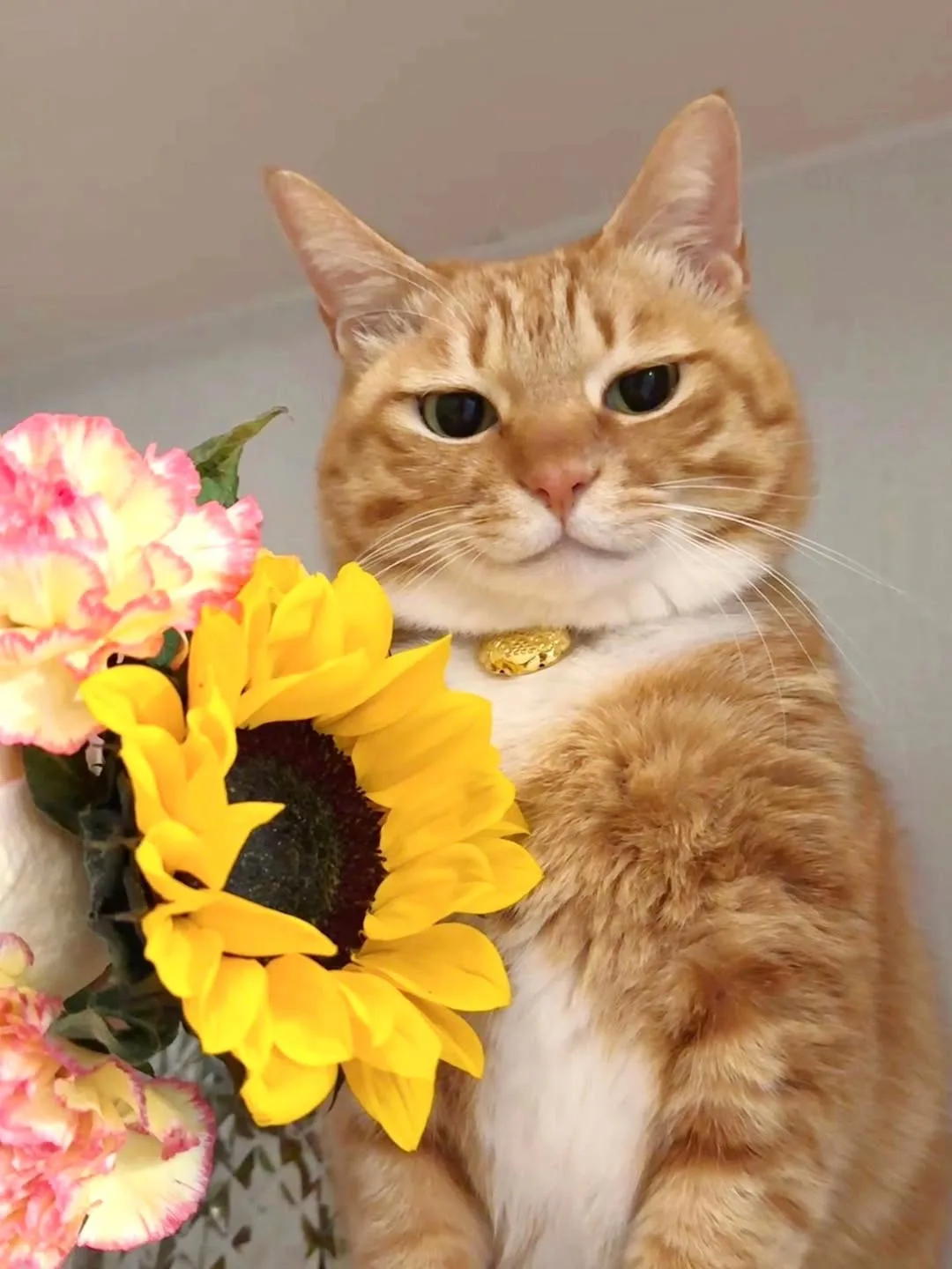 Кот-обормот😻