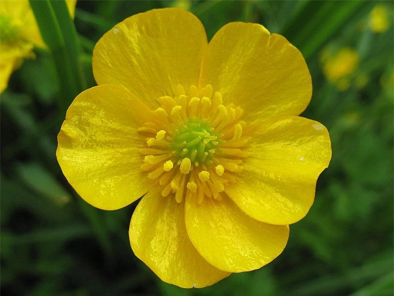 МБДОУ "ДС №4 "Лютик"