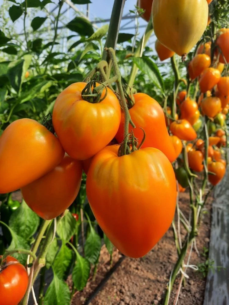 Огород - сад Медведевых