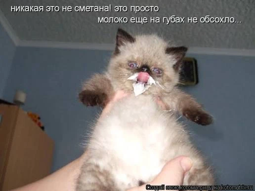 СМЕТАНА 😂 Приколы видео мемы — канал в мессенджере MAX