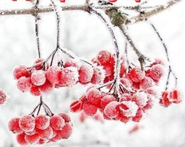 БУ "КЦСОН "Рябинушка" г. Омска