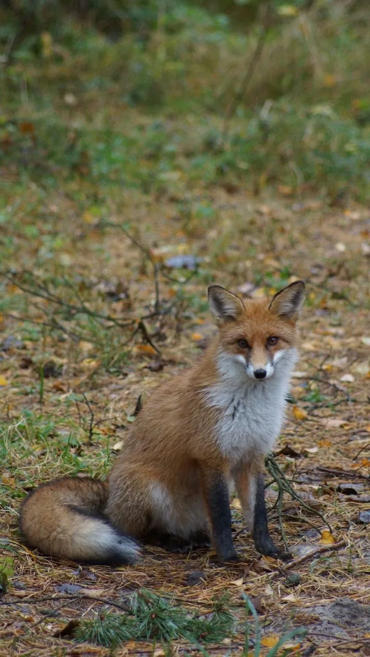 Прекрасная Кёнигсбергщина