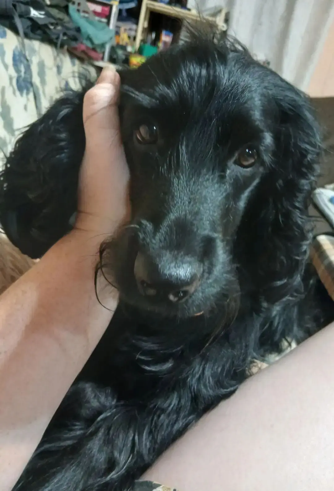 СОБАЧИЙ ВЗГЛЯД🐕