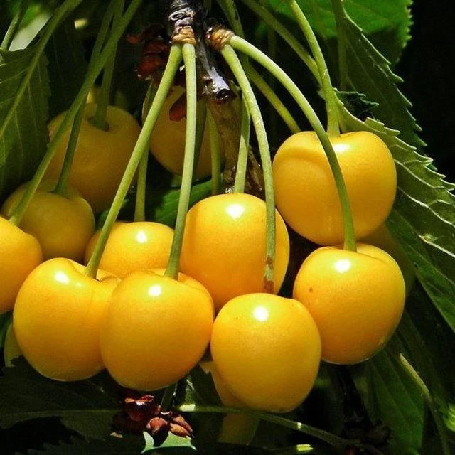 РАСТИШКИ-лайф® (Саженцы растений, Лен.обл.)