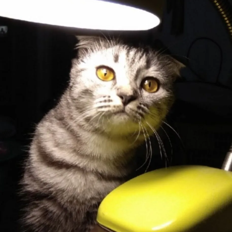 Нюша.  Кошачий клуб — канал в мессенджере MAX