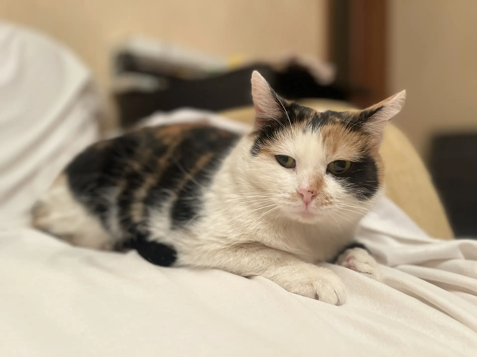 Марта и котосемья с парковки Солнцево