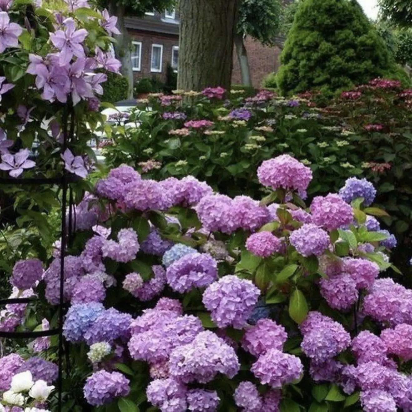 Фабрика клематисов и гортензий / my_flowers_ivanovo — канал в мессенджере MAX