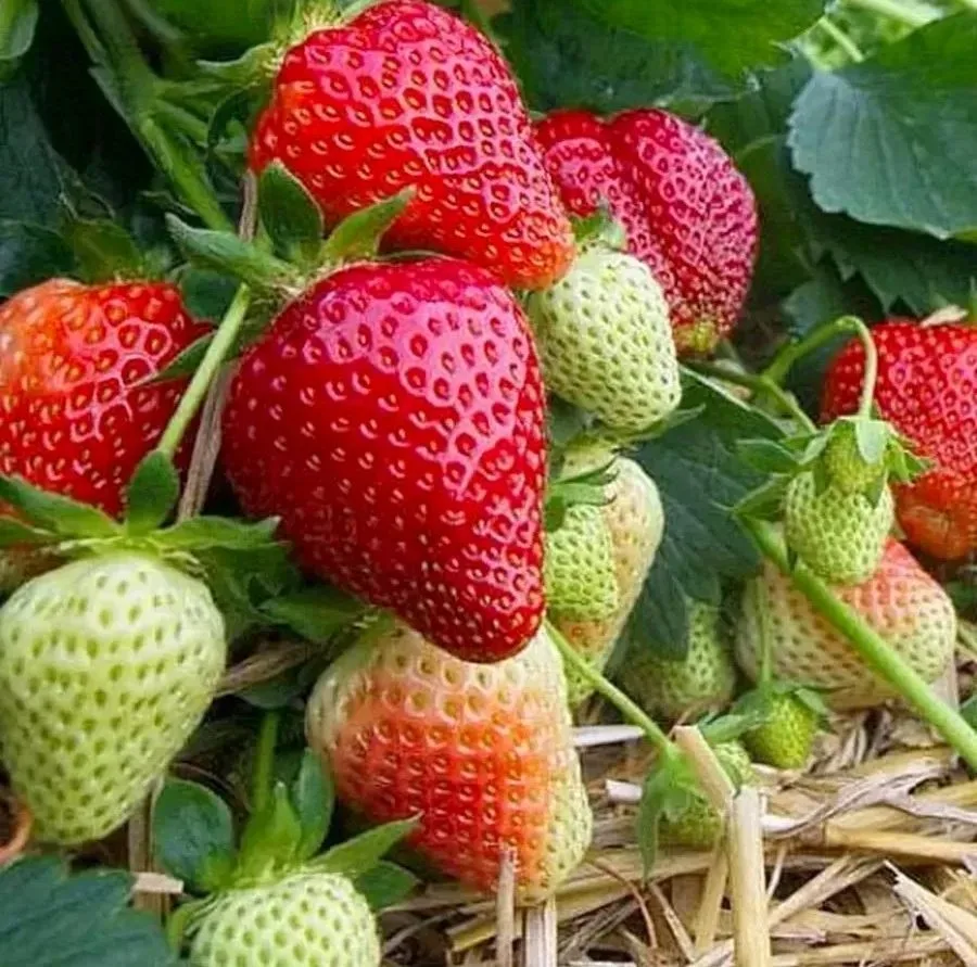 Ягодная ферма🍓 Ягоды•Саженцы•Опт•Розница — канал в мессенджере MAX