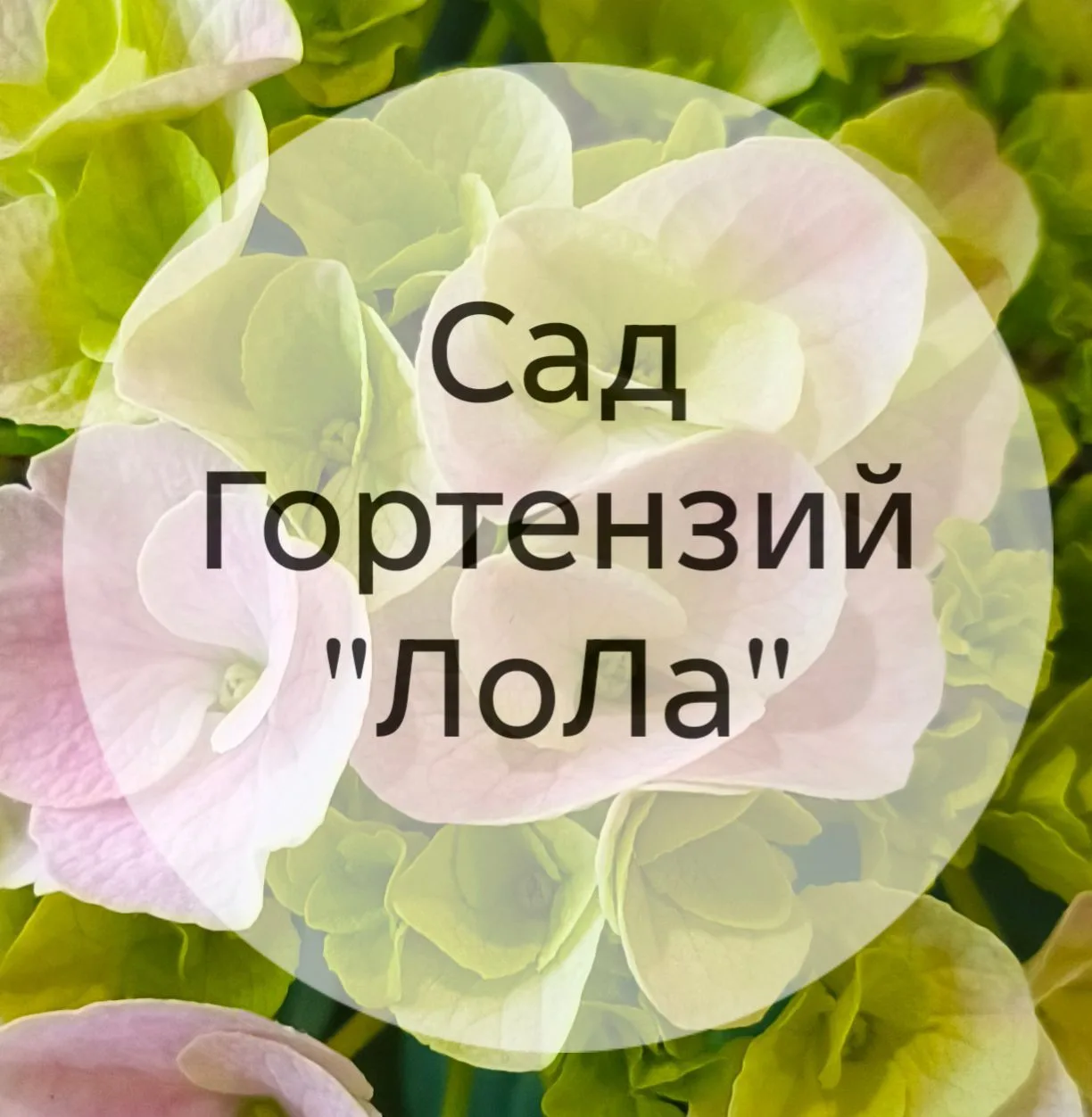 Гортензии Томск — канал в мессенджере MAX