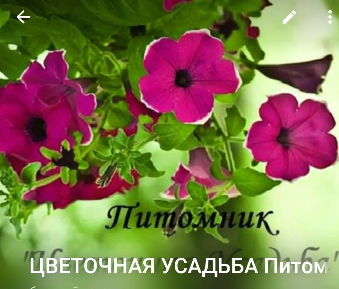 ЦВЕТОЧНАЯ УСАДЬБА Питомник