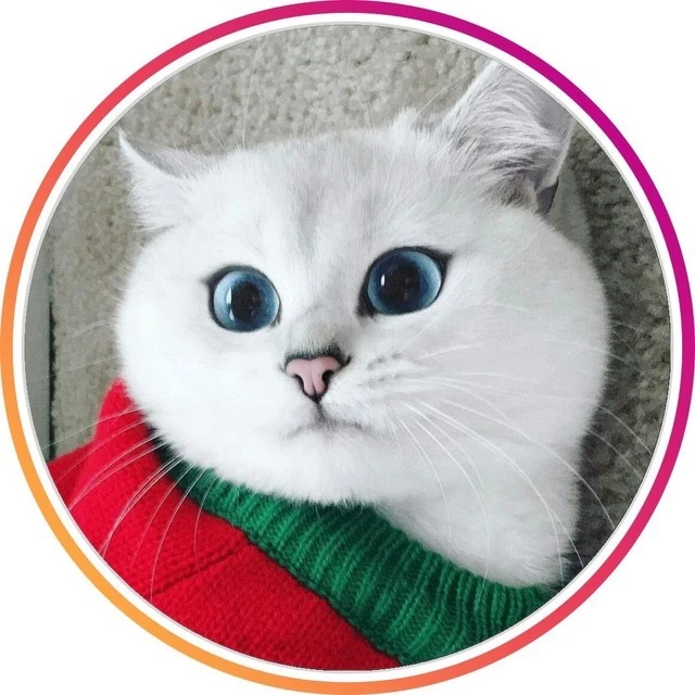 Кошки. Котики — канал в мессенджере MAX