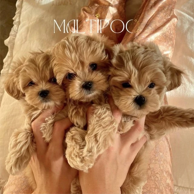 Maltipoo Official | щенки мальтипу | Москва — канал в мессенджере MAX