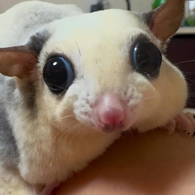 Славный Друже Oblomoff