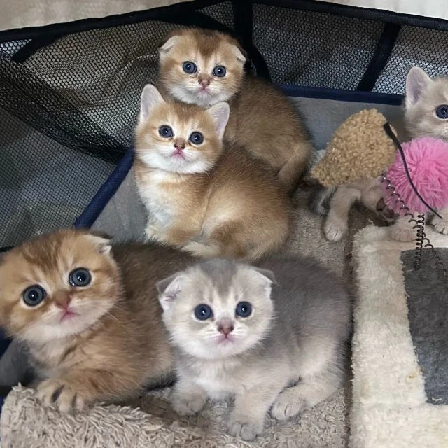 Золотые Шиншиллы