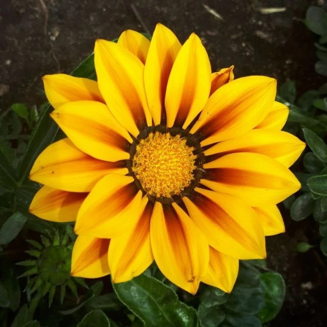 ДСО_31 (Дача, сад, огород) Старый Оскол