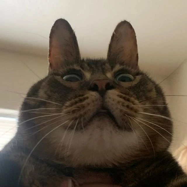 Котячий Бунт 🐾 Котики