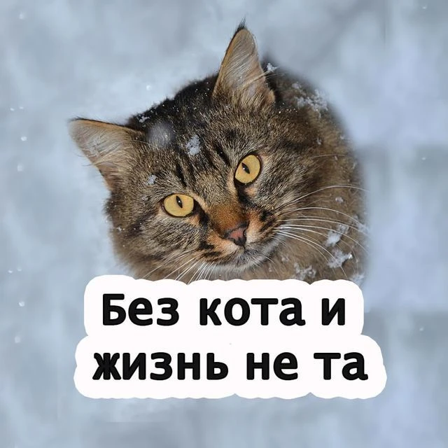 Без кота жизнь не та