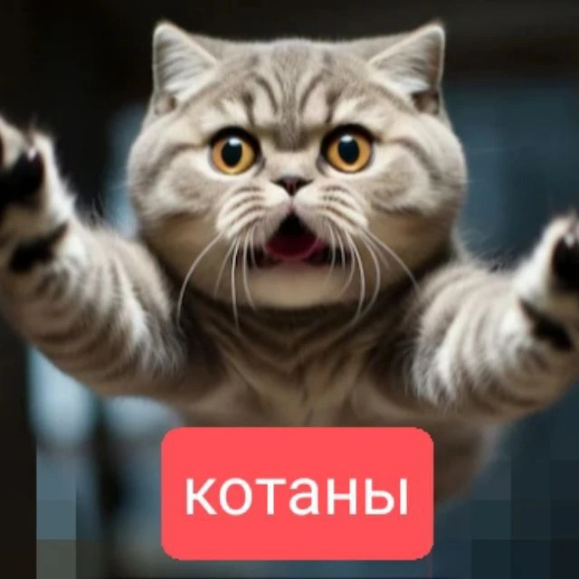 Котаны — канал в мессенджере MAX