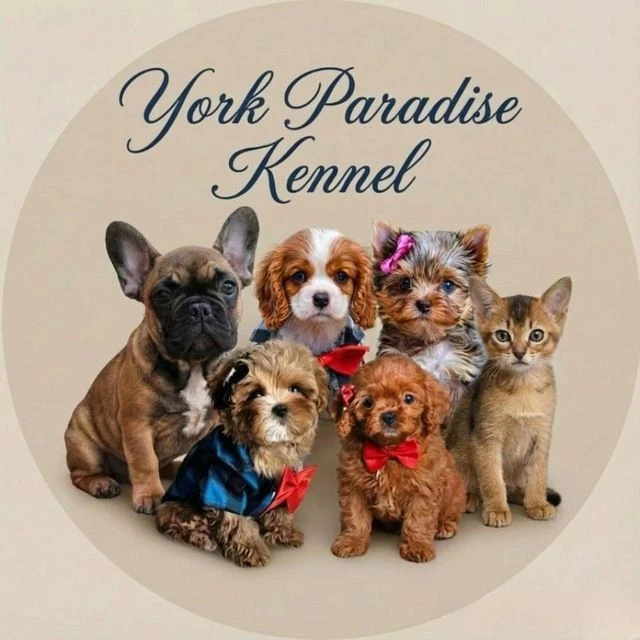 York Paradise Kennel — канал в мессенджере MAX