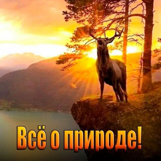 ВСЁ О ПРИРОДЕ !!! — канал в мессенджере MAX