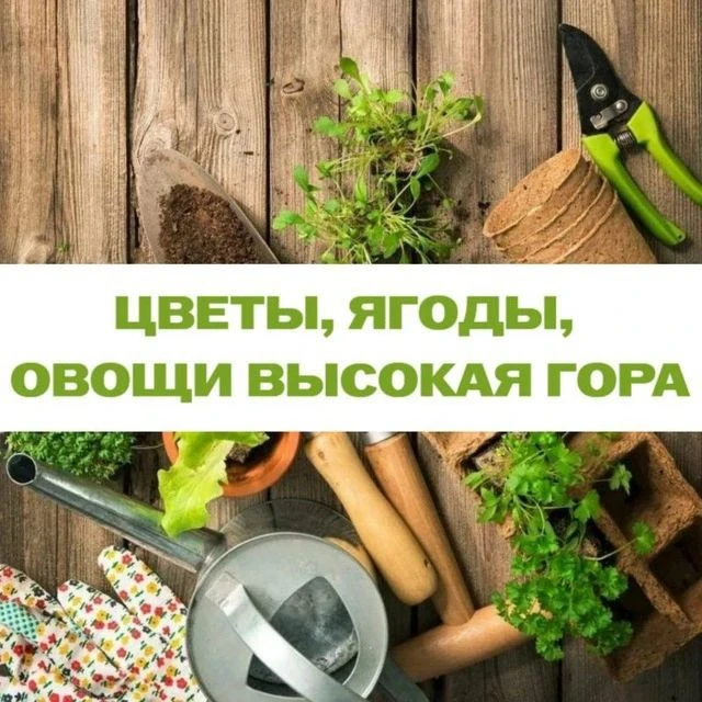 ЦВЕТЫ, ЯГОДЫ, ОВОЩИ Высокая гора — канал в мессенджере MAX