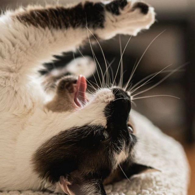 Котики🐱 — канал в мессенджере MAX