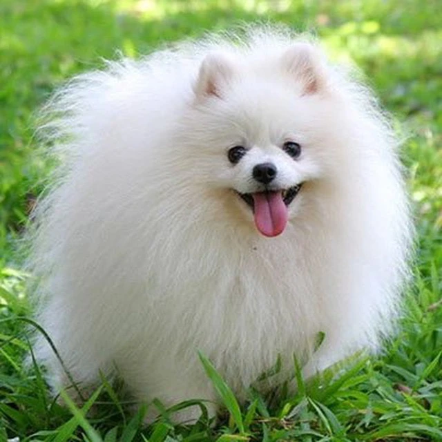 Собаки. Собачки 🐶 — канал в мессенджере MAX
