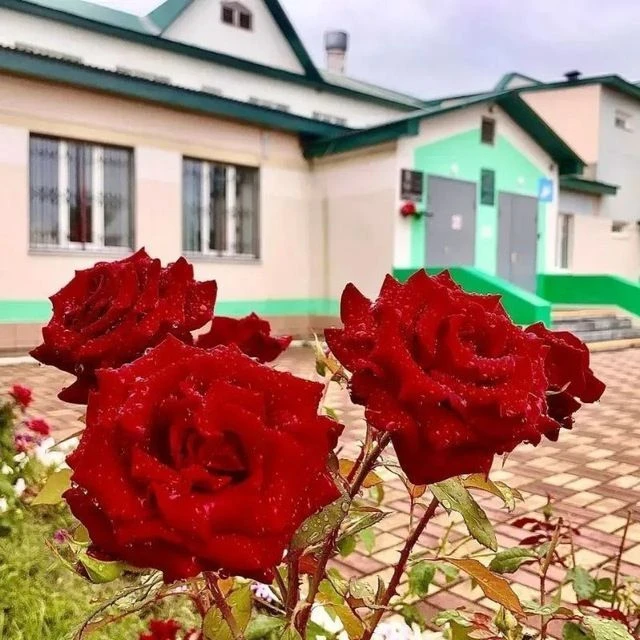 МБОУ СОШ С. Девица