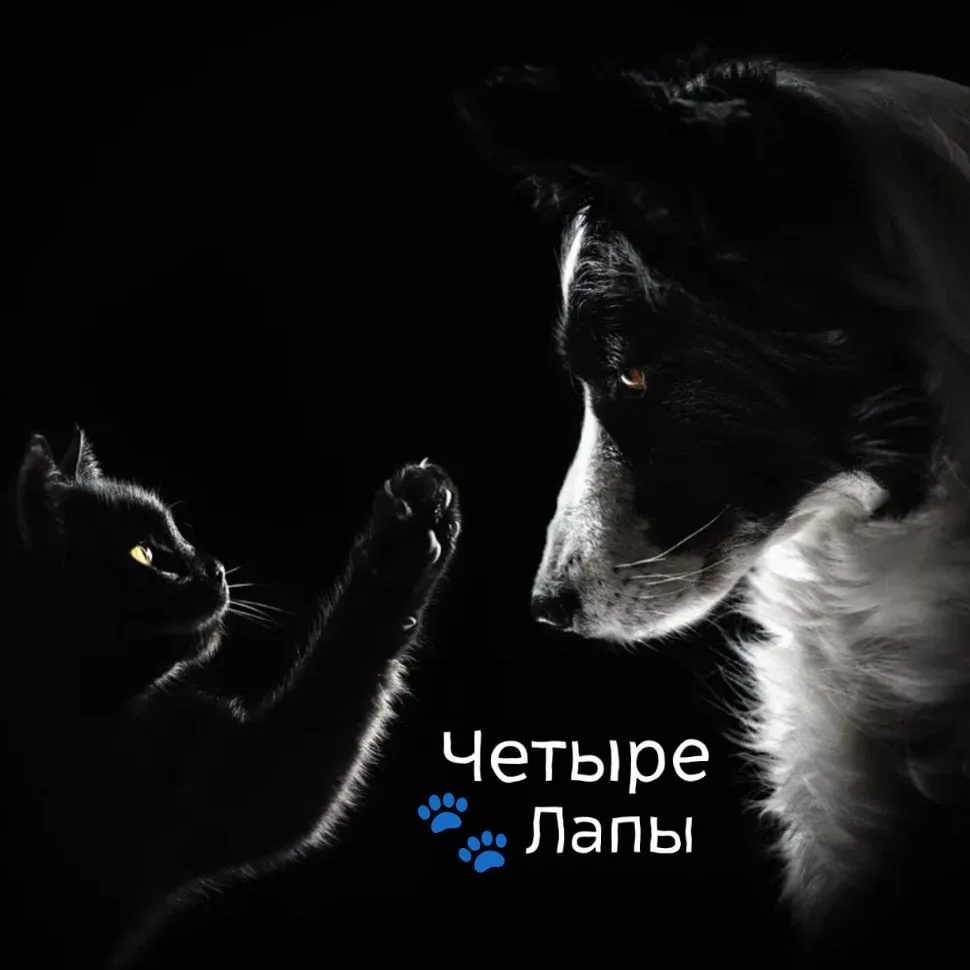 Четыре Лапы | Питомцы — канал в мессенджере MAX