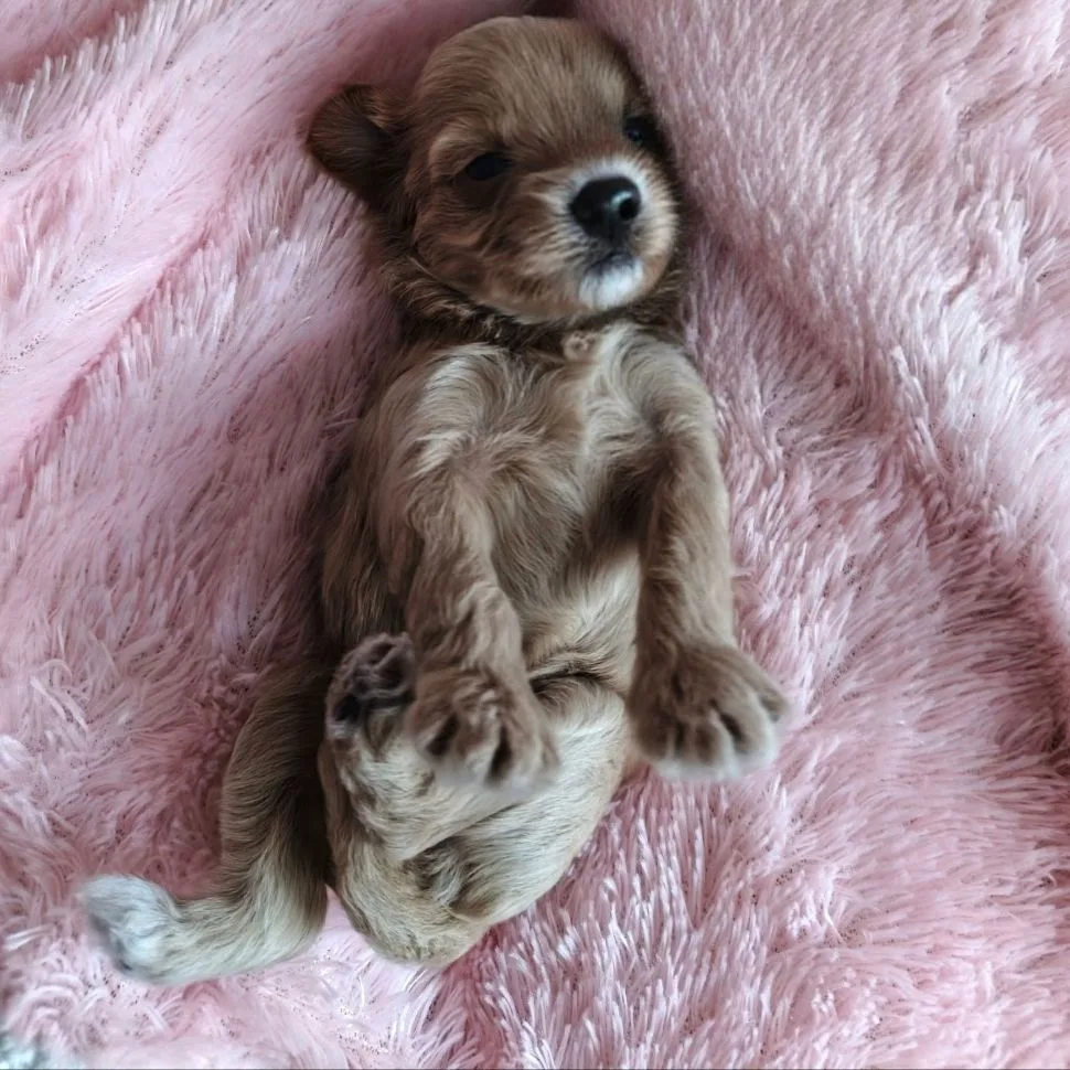 Мальтипу щенки/ Maltipoo32 — канал в мессенджере MAX