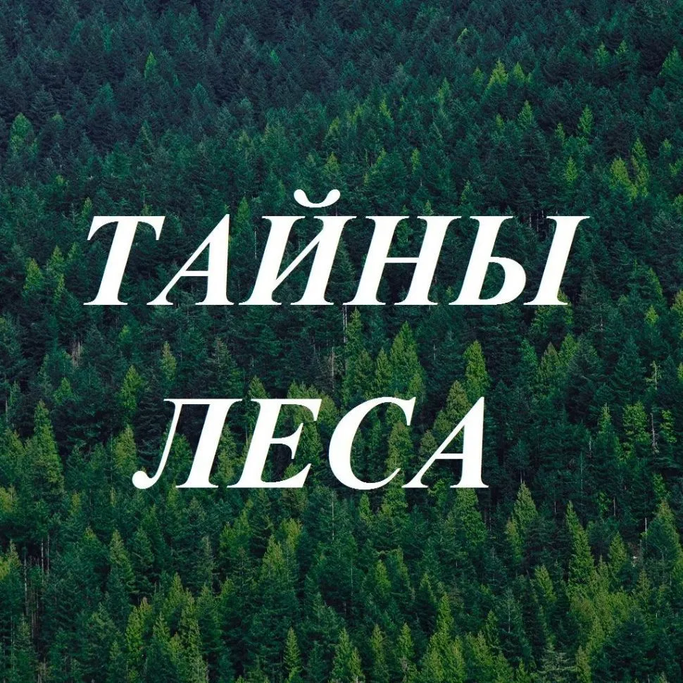 ТАЙНЫ ЛЕСА — канал в мессенджере MAX