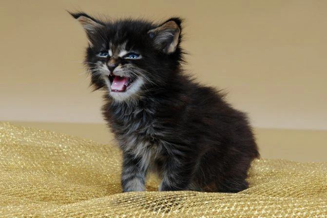 💗КОТ ВСЕМУ ГОЛОВА!))💗