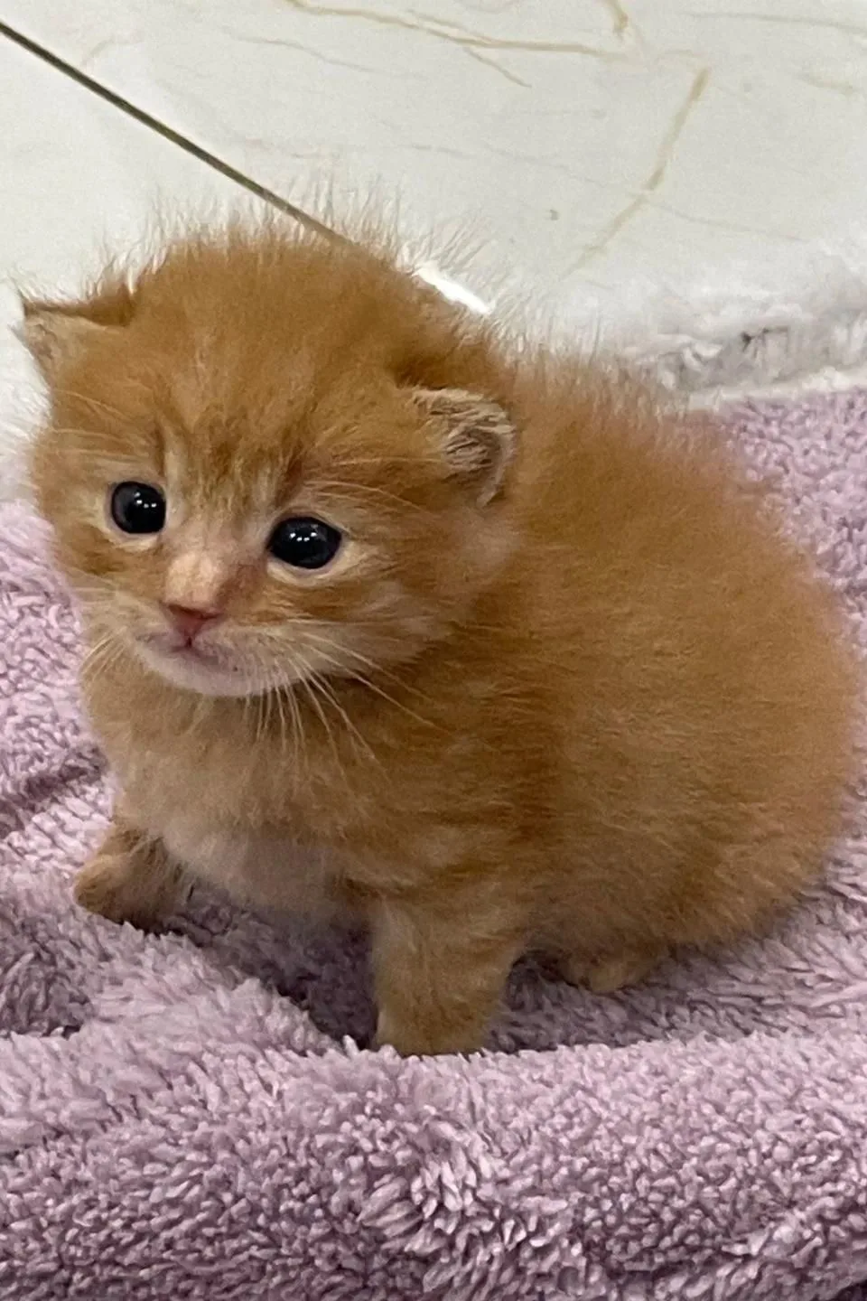 котята как смысл жизни — канал в мессенджере MAX
