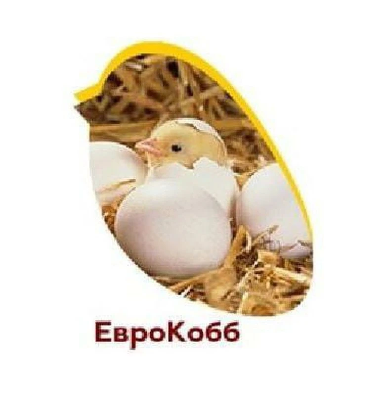 Инкубационное яйцо EuroCobb-PROMEGGS INFO CANAL — канал в мессенджере MAX