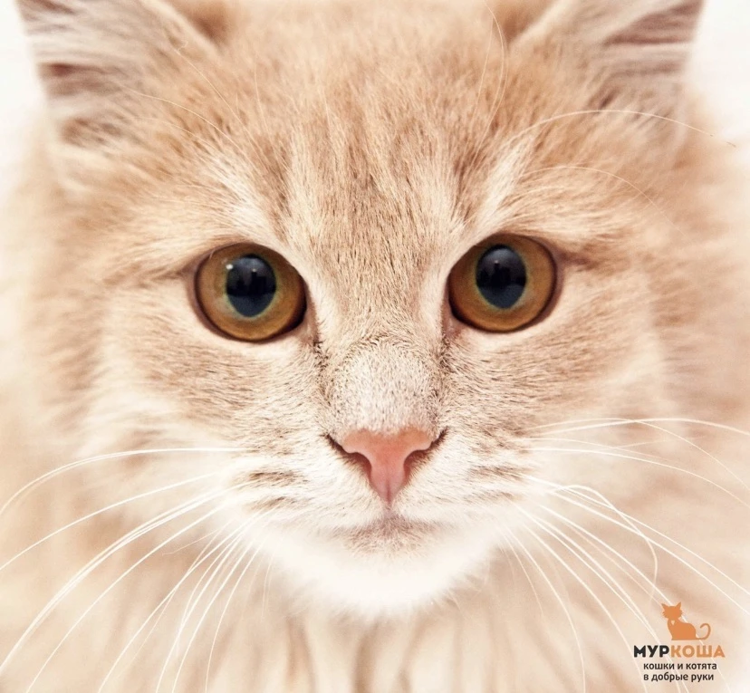 Приют «Муркоша»