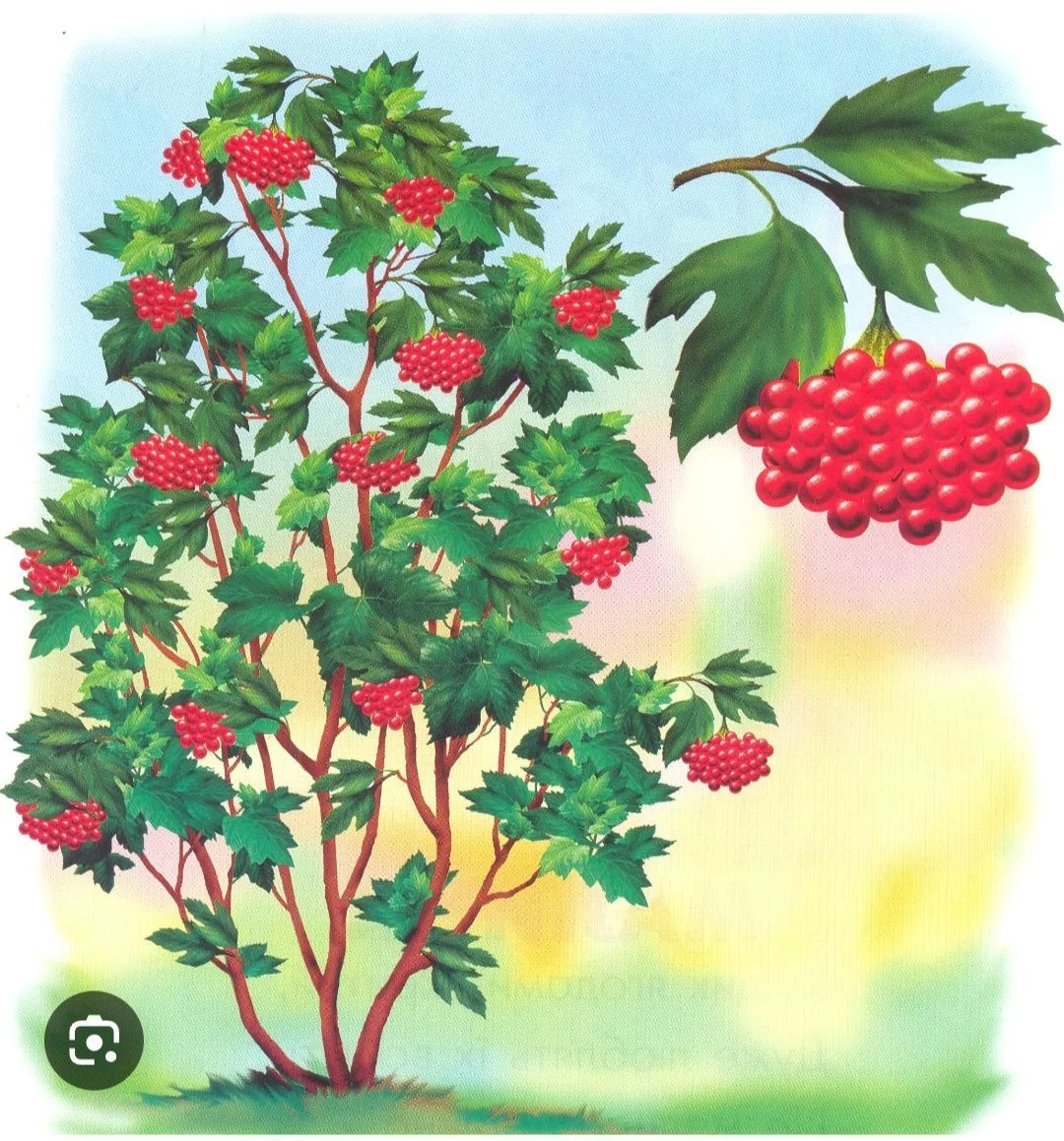 МБДОУ д/с 35 "КАЛИНКА"